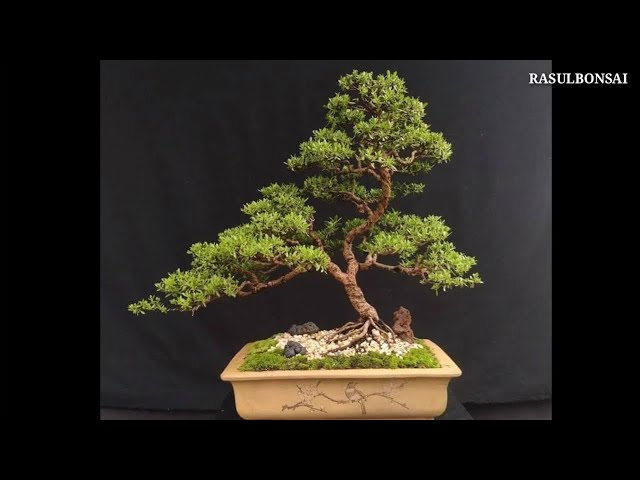 Bonsai Mentigi / Santigi class=