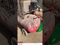 تجربة رائعه ضغط غاز البيوجاز داخل اسطوانه غاز     