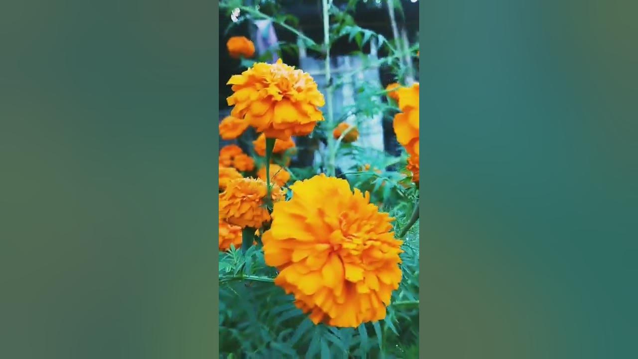 Mariegold flower StatusGirl I Need You SongDevo Edits YouTube