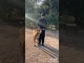 son of bettal badmash//bully kutta//bully dog//pakistani bully kutta//bully kutta tiktok//bully