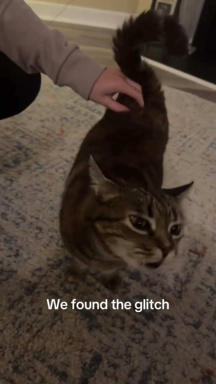 Scheming on me playing and kitty like Rudy’s the spot