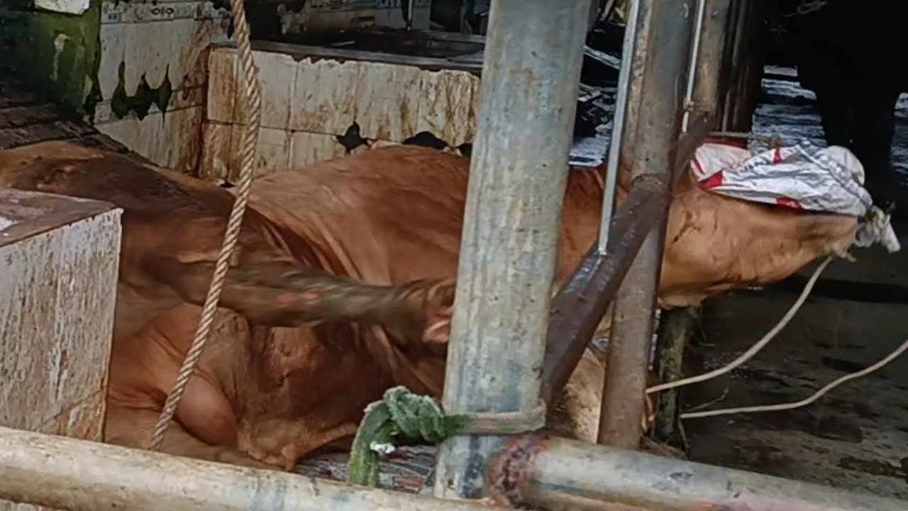 Bò về chuồng quậy làm 3 a thợ điêu đứng 