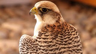 Peregrine Falcon Sounds | Peregrine Falcon Sound Effects | Peregrine Falcon Call | Falcon Noises