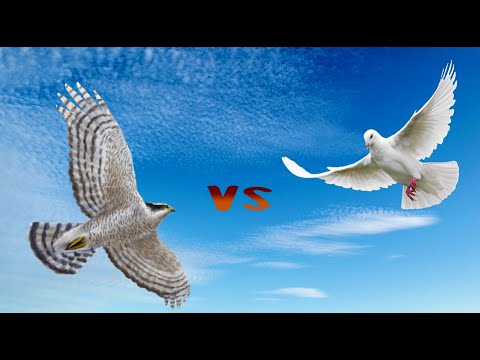 Ястреб VS голуби, кто кого? | Goshawk and pigeons, who whom?