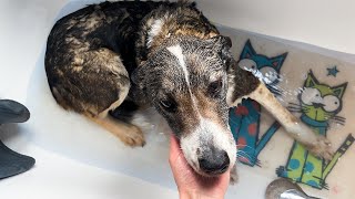 I TAKE MANYA HOME / I bathe the dog in the shower