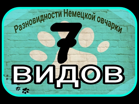 Вопрос: Почему длинношёрстные немецкие овчарки считались дефектом породы?