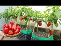 Grow bell peppers at home with many fruits with eggshell tips