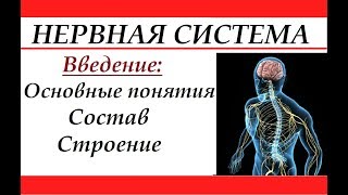 видео ОСНОВЫ АНАТОМИИ И ФИЗИОЛОГИИ ЧЕЛОВЕКА