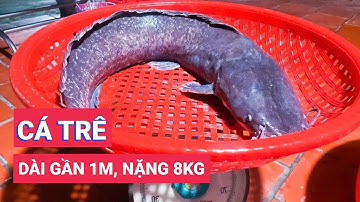 Dân đổ dớn mùa nước nổi trúng luồng cá trê khủng, có con cá trê dài gần 1m, nặng 8kg
