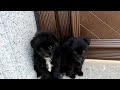 Teddy and Bear - Two little brothers lost mom depend on each other in the wild ( Full Video )