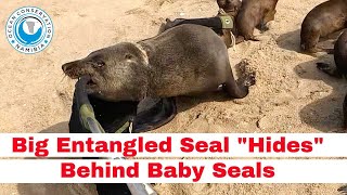 Big Entangled Seal 'Hides' Behind Baby Seals