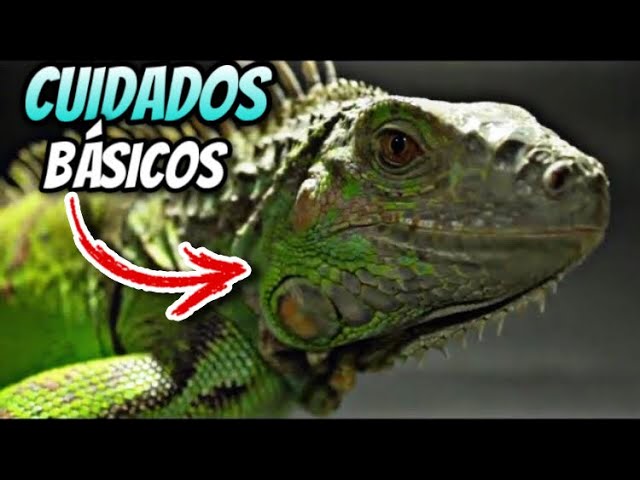 Cuidados Básicos Iguana Verde