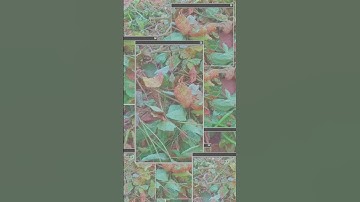 ❤️❤️❤️ #song #bhojpuri #dance #love #newsong #funny #coding #comedy #music #tag #automobile #comedy