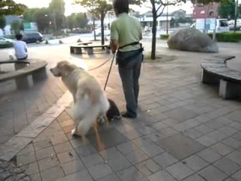 camera iphone 8 plus apk 8月16日　お散歩