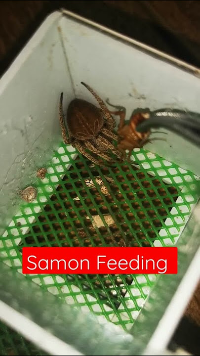 Samon Feeding Time!