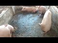 Pig Farm Amritsar- Gill Pig Farm Tarn Taran-ਪੰਜਾਬ ਵਿੱਚ ਸੂਰ ਪਾਲਣ- pig farm India Punjab pig farm