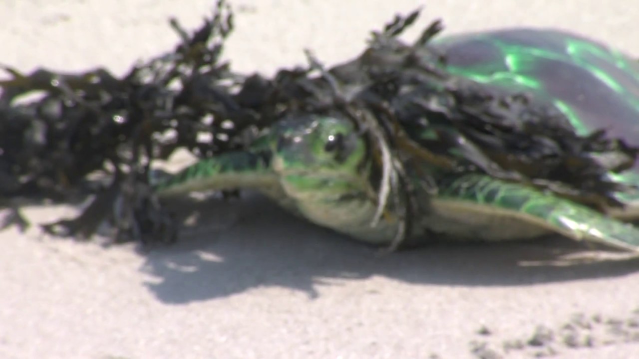Kids Learn Right Way to Rescue a Stranded Sea Turtle - YouTube