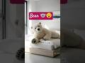 white bear 🐨 jumping in bedroom #viral #funny #shortvideos #cute #sushilife #eyecatchy