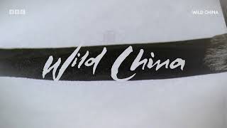 Wild China | BBC Select