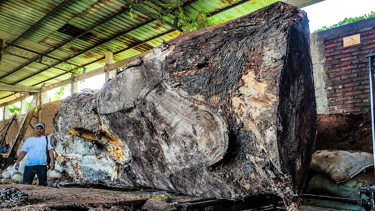 The dangerous black trembesi sawmill is full of tragedies and mines ...