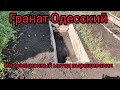 Инновационная посадка кустов граната в пластиковые тройники