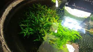 Inside Pond Big Ear Red Mosaic Guppy Colony