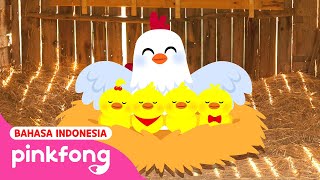 Kata Anak Ayam | Binatang Peternakan Pinkfong | Baby Shark Pinkfong Indonesia by Lagu Anak - Baby Shark Pinkfong Indonesia 64,184 views 4 weeks ago 2 minutes, 55 seconds