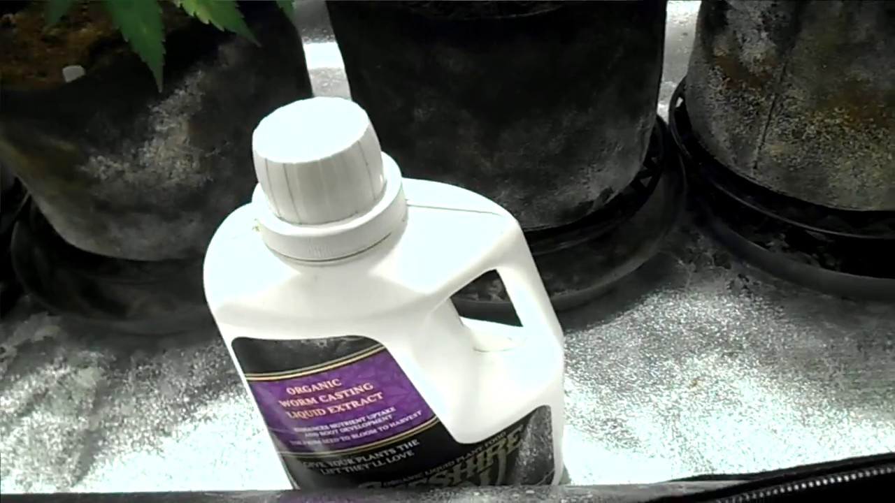 db003's black valium auto - ancient haze auto 600w air cooled grow 2x4 tent #6