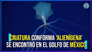 Esta criautura con forma ‘Alienígena’ | se encontró en el Golfo de México