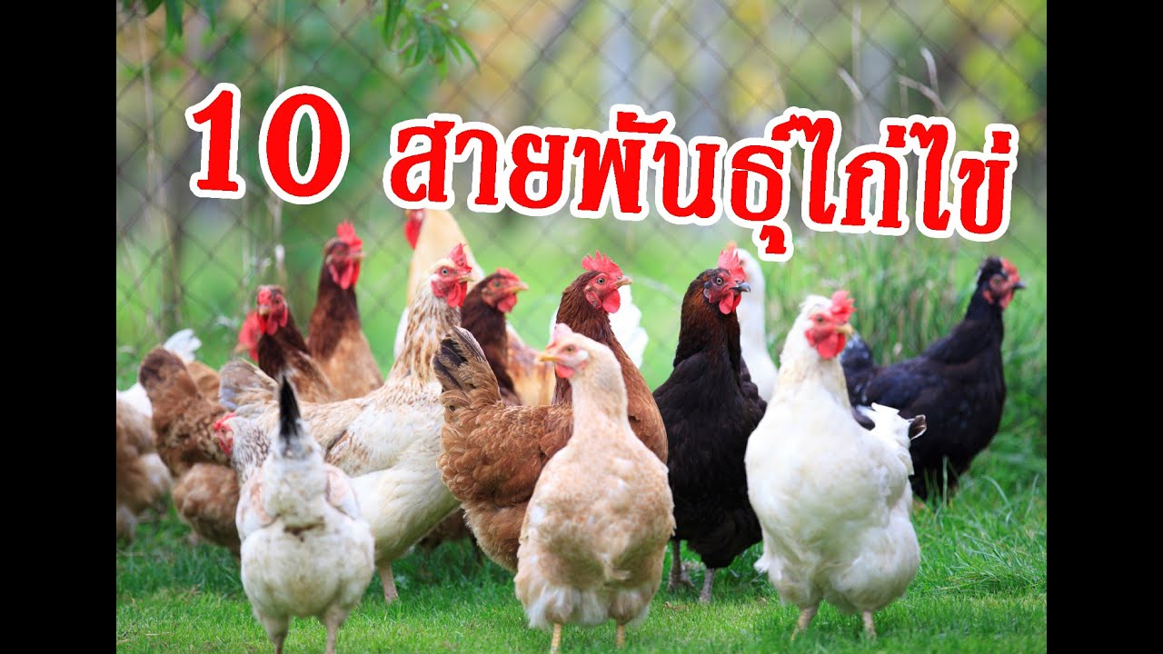 สายพันธุ์ไก่ชน  New  10สายพันธุ์ไก่ไข่ (น่าเลี้ยง)