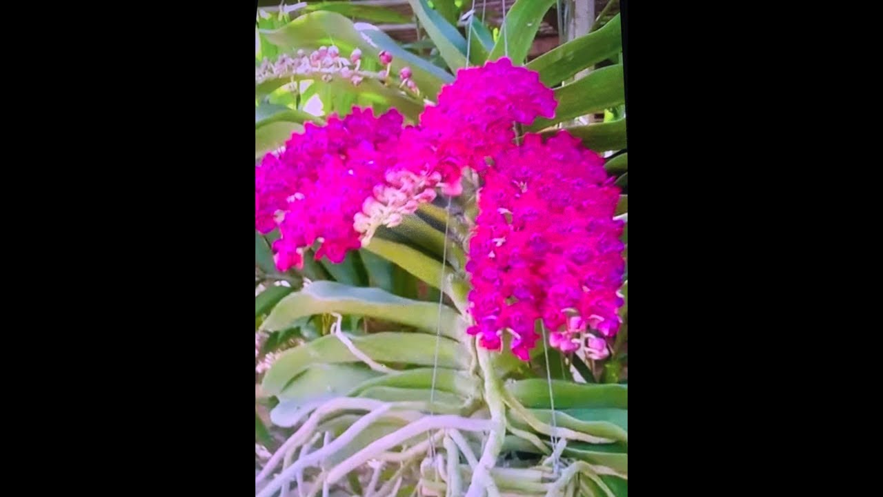 Sàn Hoa Lan 0936147233 xả lan cuối tuần