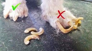 Как подстричь когти собаке / Что делать если она не даётся Как подстричь когти собаке / Что делать если она не даётся