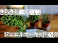 【観葉植物】宝石のような美しさ！ジュエルオーキッドと多肉植物の紹介