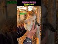 마당에 터 잡은 길냥이 ㅋㅋ