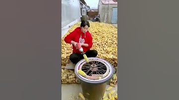 Shedding process of corn = good methods can increase efficiency