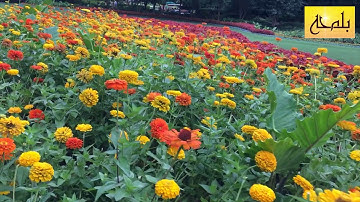 Quran Surah Al-Hijr سورة الفاتحه والحجر بصوت هزاع البلوشي