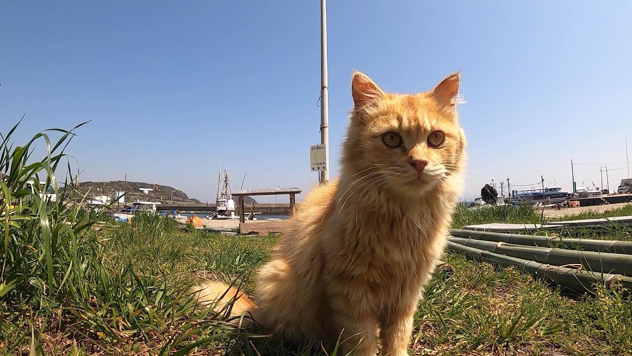 🐈猫島の猫広場でのんびりと生活している島猫たち🐈Cat Island - YouTube