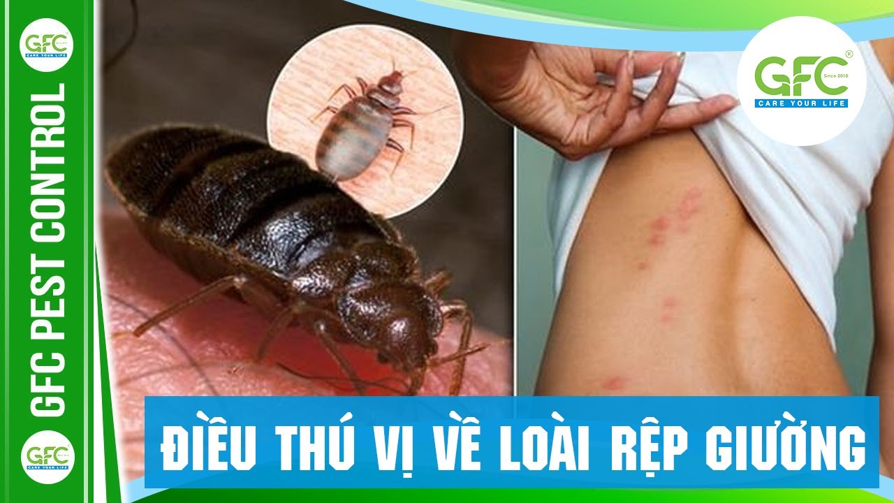 Tìm Hiểu Những Điều Thú Vị Về Loài Rệp Giường | GFC - YouTube
