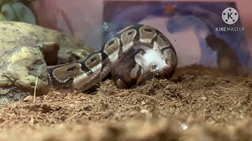 Ball python eating a Mouse
