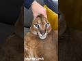 pumba the Caracal is so lovely