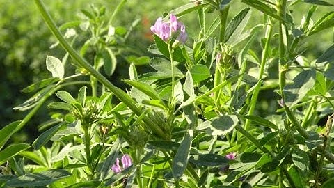 Advice on Weed Control in Alfalfa