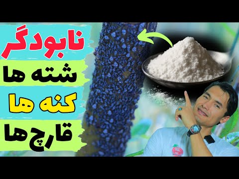 با این کار ساده تمام شته ها کنه ها و قارچها را نابود کردم کاملآ طبيعي و رایگان 
