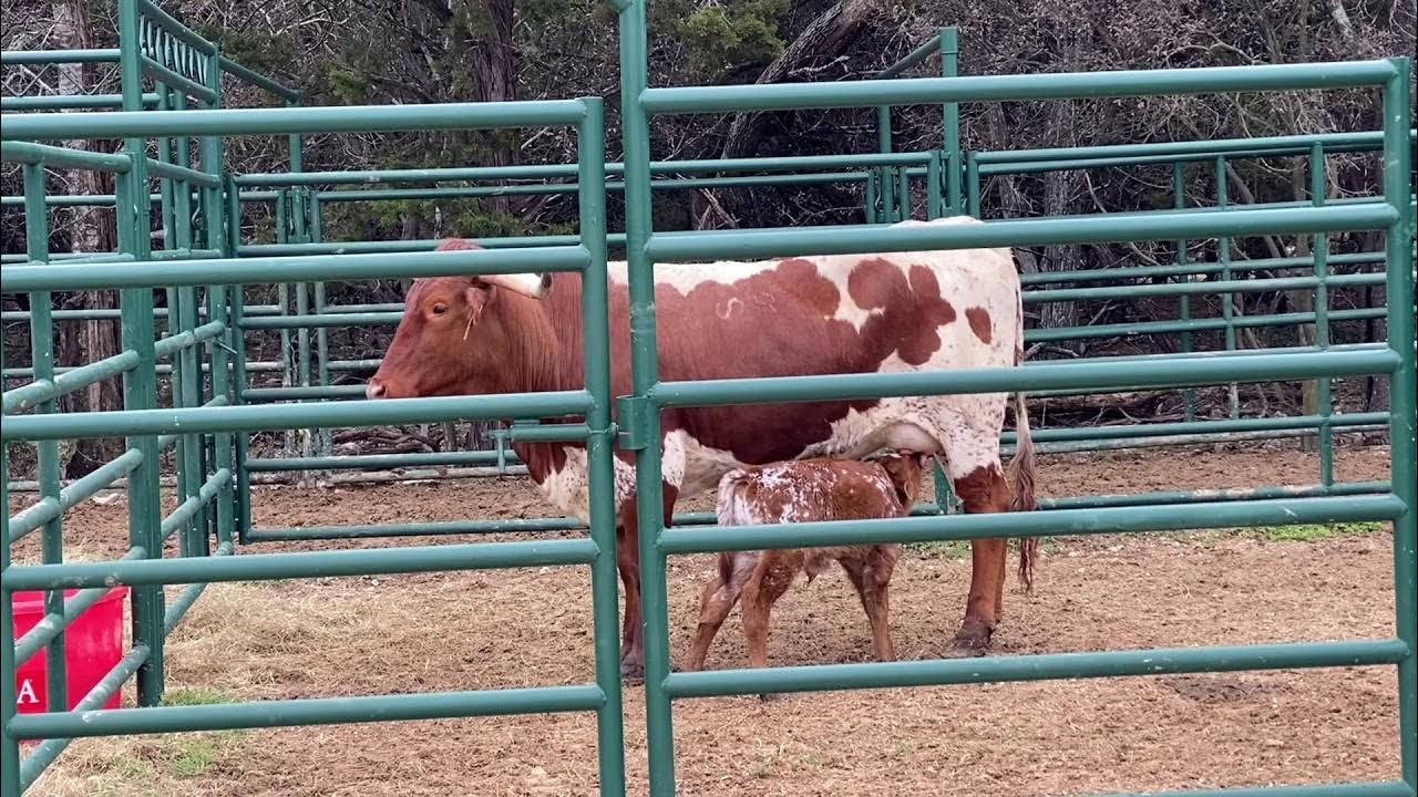 Struthoff Ranch Longhorn new born calves being accepted by their dams