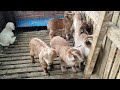 Watching a Group of Baby Goats Is Pure Happiness 🐐💖