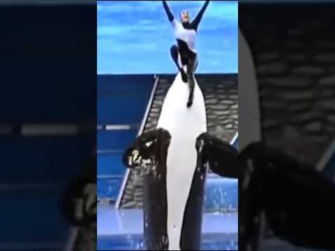 This Killer Whale Ripped Her Trainer Dawn Brancheau