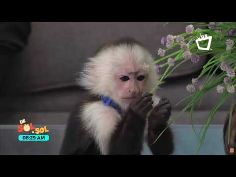 Video: ¿Es legal tener un mono pequeño?