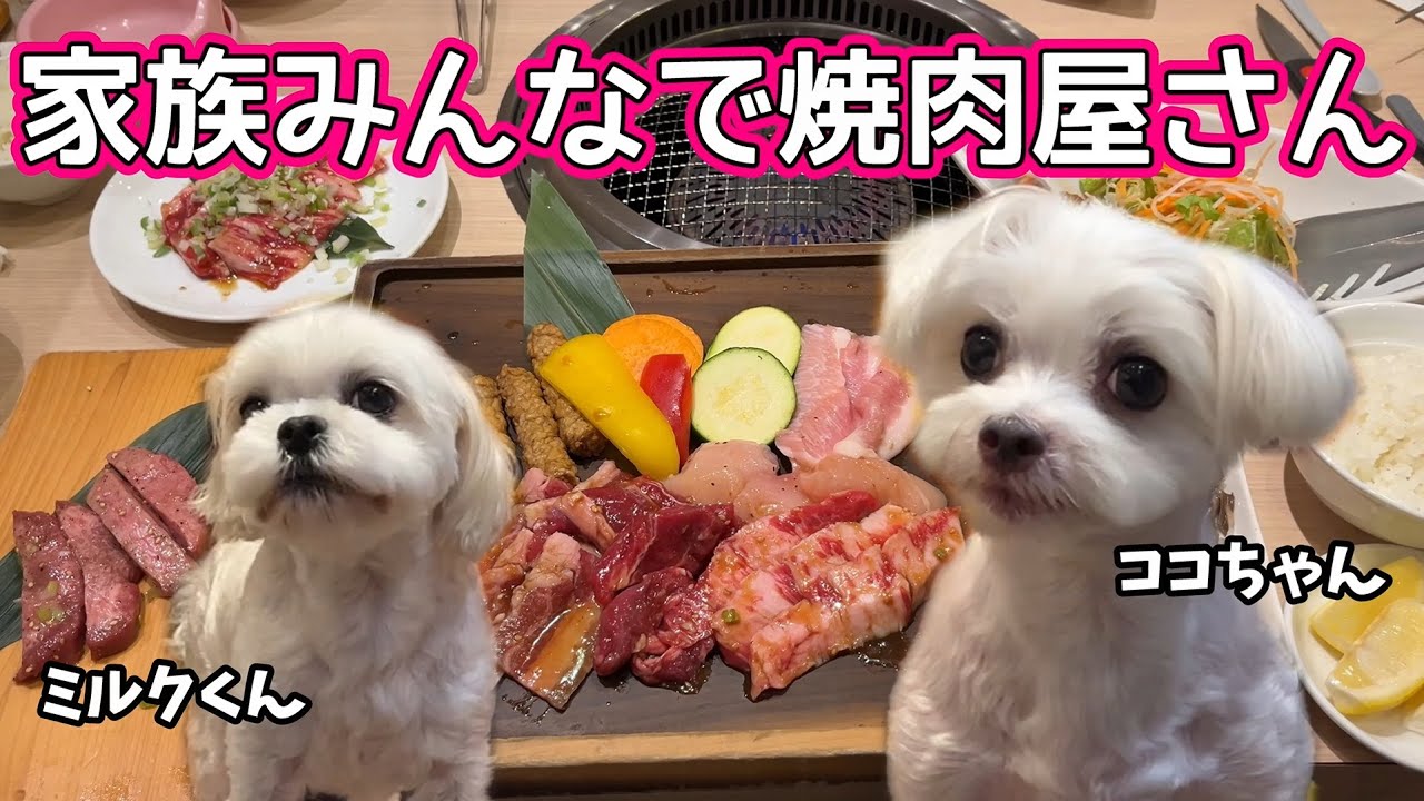 家族みんなで焼肉屋さん★ココちゃん・ミルクくん★