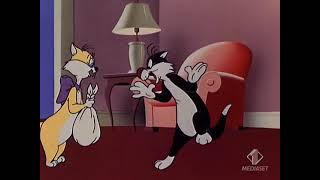 Daffy Duck E Lisola Fantastica Silvestro E Sua Moglie