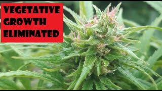 Vegetative Growth Eliminated