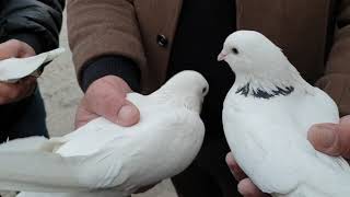 картинка: Про Армянских парод голубей🕊